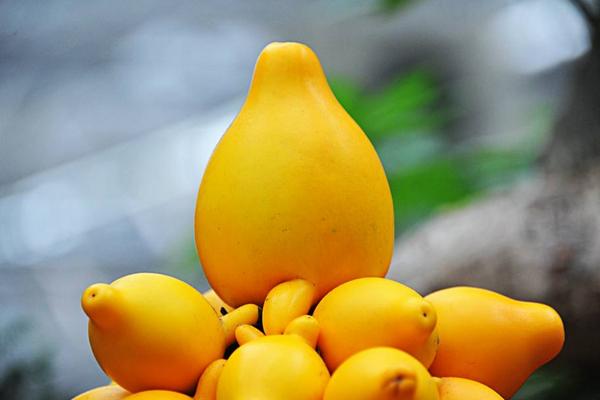 黃金果圖片大全 黃金果怎么吃