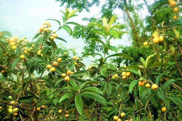 黃金果圖片大全 黃金果怎么吃