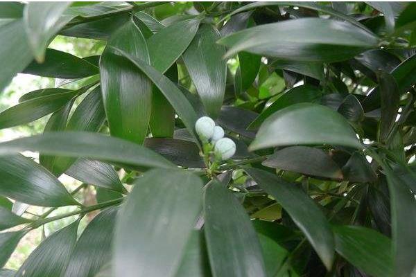 竹柏葉子發黃怎么辦 竹柏怎么澆水（多久澆一次）