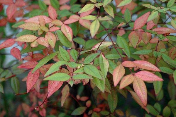 家庭養(yǎng)南天竹有什么好處 養(yǎng)南天竹對(duì)風(fēng)水的作用