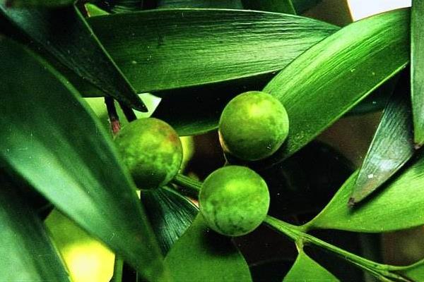 竹柏葉子發黃怎么辦 竹柏怎么澆水(多久澆一次)