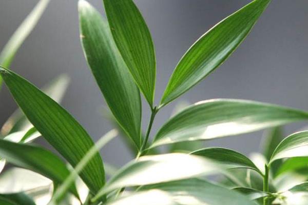 竹柏葉子發黃怎么辦 竹柏怎么澆水(多久澆一次)