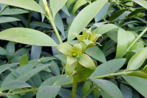 竹柏葉子發黃怎么辦 竹柏怎么澆水(多久澆一次)