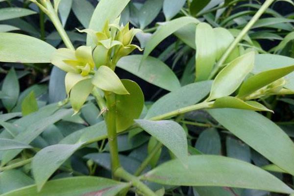 竹柏葉子發黃怎么辦 竹柏怎么澆水(多久澆一次)