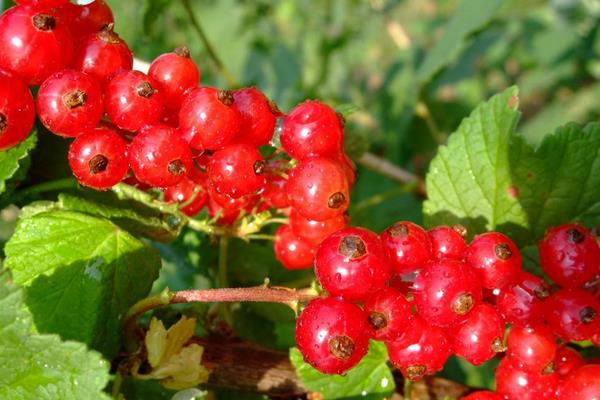 鵝莓果市場價格多少錢一斤 鵝莓果怎么吃