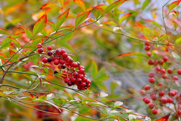 家庭養南天竹有什么好處 養南天竹對風水的作用