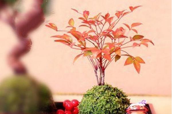 家庭養南天竹有什么好處 養南天竹對風水的作用