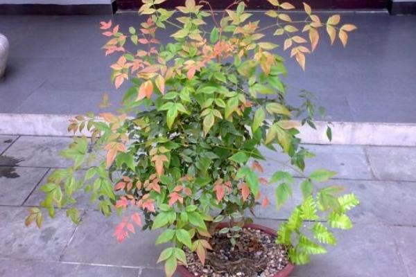 家庭養南天竹有什么好處 養南天竹對風水的作用