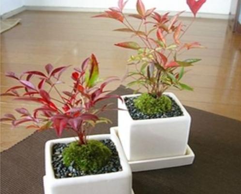 家庭養南天竹有什么好處 養南天竹對風水的作用