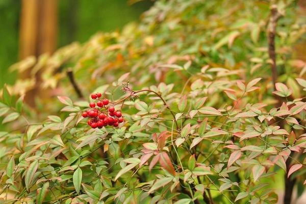 家庭養南天竹有什么好處 養南天竹對風水的作用