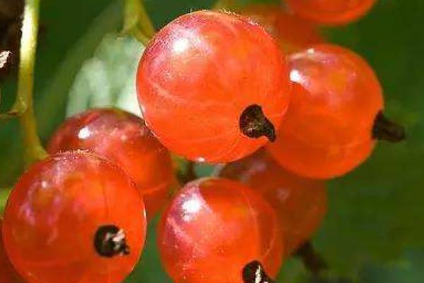 鵝莓果市場價格多少錢一斤 鵝莓果怎么吃