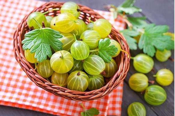 鵝莓果市場價格多少錢一斤 鵝莓果怎么吃