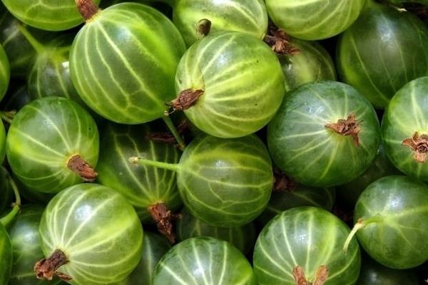 鵝莓果市場價格多少錢一斤 鵝莓果怎么吃