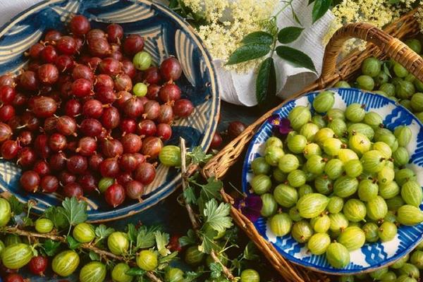 鵝莓果市場價格多少錢一斤 鵝莓果怎么吃