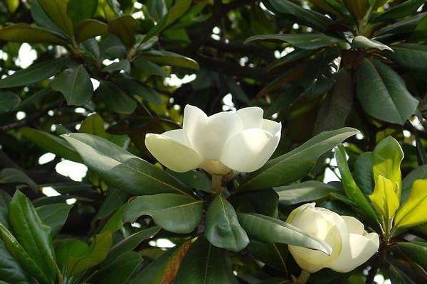 廣玉蘭什么時候開花（幾月） 廣玉蘭葉子發黃怎么辦