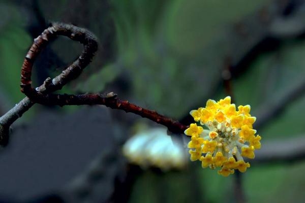 結(jié)香花有毒嗎 結(jié)香花能放在室內(nèi)臥室嗎