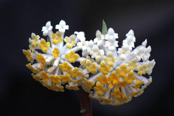 結(jié)香花有毒嗎 結(jié)香花能放在室內(nèi)臥室嗎