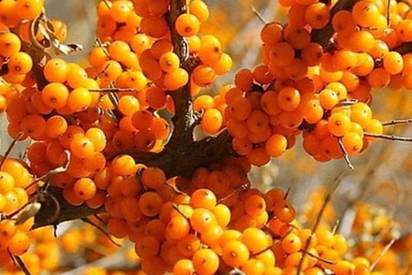 沙棘功效與作用及禁忌  沙棘營養價值  沙棘藥用價值