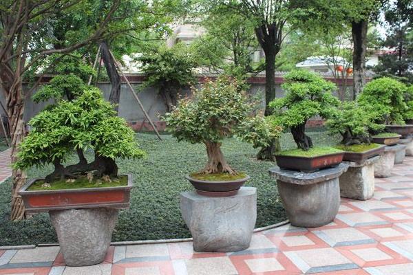 金彈子盆景市場價格多少錢一盆 金彈子的養殖方法