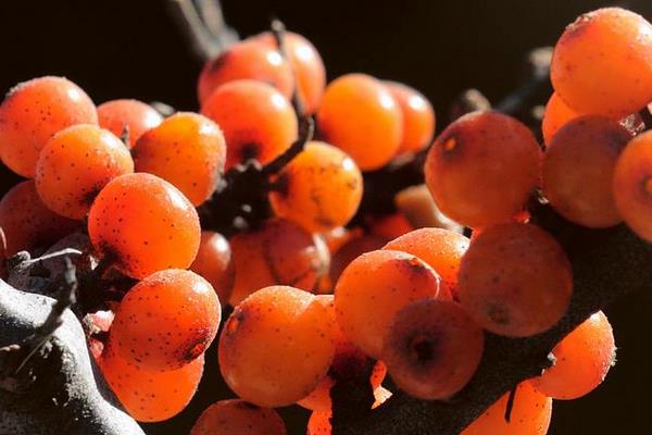 沙棘功效與作用及禁忌 沙棘營養價值 沙棘藥用價值