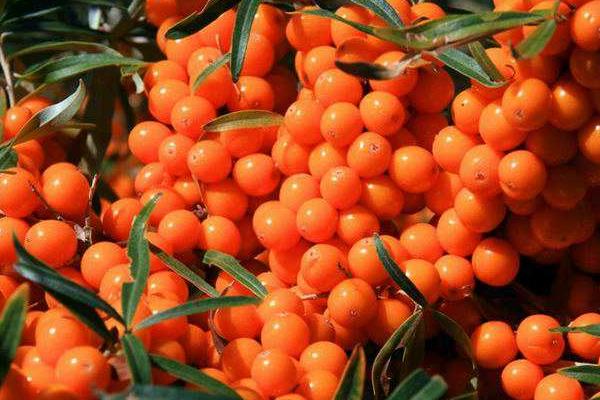 沙棘功效與作用及禁忌 沙棘營養價值 沙棘藥用價值