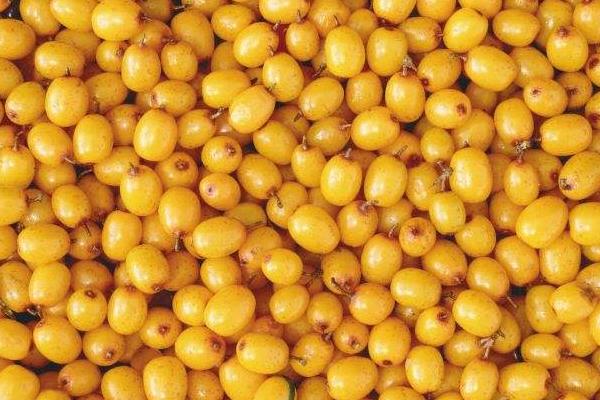 沙棘功效與作用及禁忌 沙棘營養價值 沙棘藥用價值