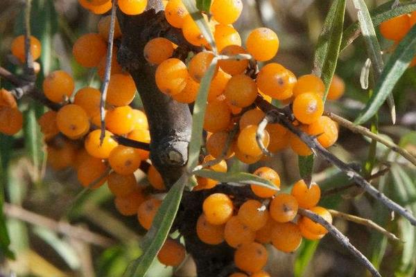 沙棘功效與作用及禁忌 沙棘營養價值 沙棘藥用價值