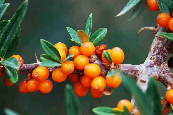 沙棘果汁的功效與作用 沙棘果汁怎么做