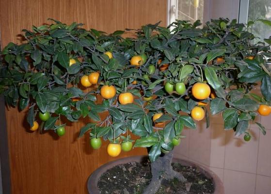 金彈子盆景市場價格多少錢一盆