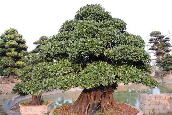 金彈子盆景市場價格多少錢一盆