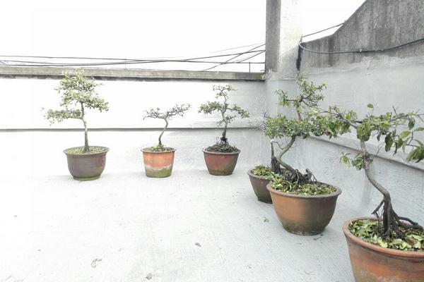 金彈子盆景市場價格多少錢一盆