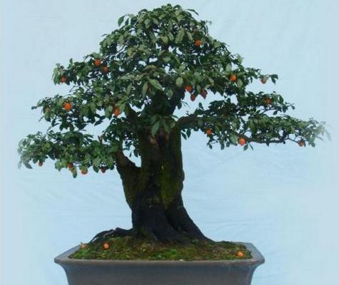 金彈子盆景市場價格多少錢一盆