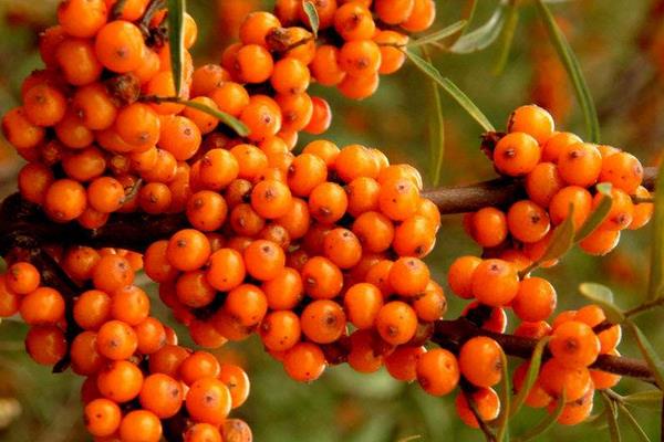 沙棘種子市場價格多少錢一斤  沙棘種子怎么種