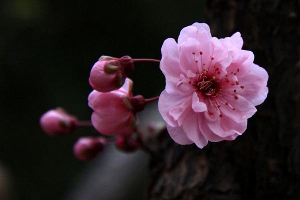 美人梅圖片大全 美人梅花語及寓意