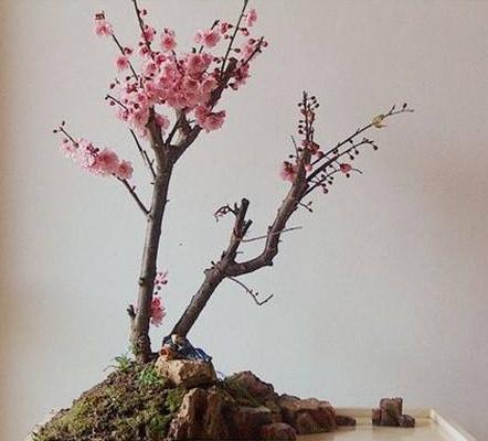 美人梅圖片大全 美人梅花語及寓意