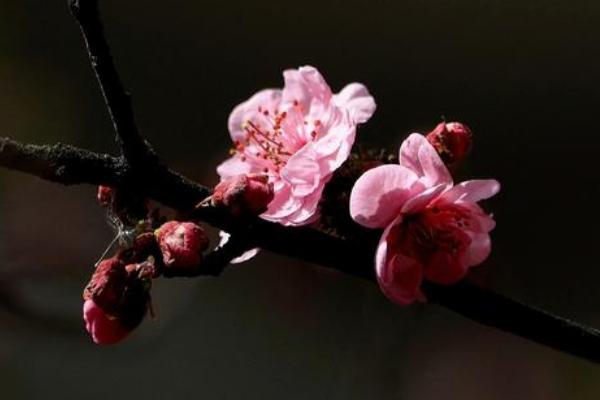 美人梅圖片大全 美人梅花語及寓意