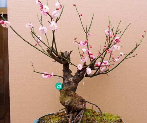 美人梅圖片大全 美人梅花語及寓意