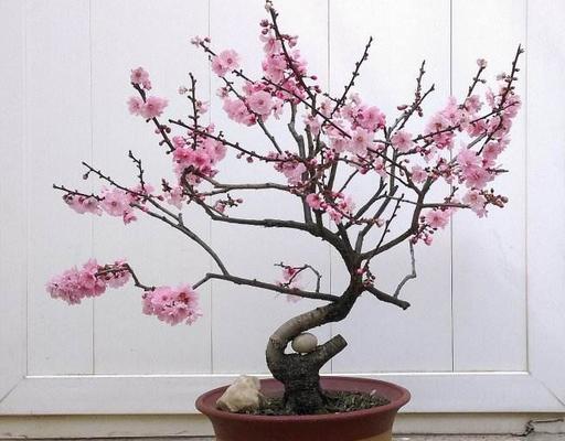 美人梅圖片大全 美人梅花語及寓意