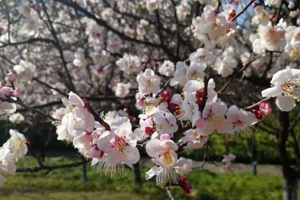 美人梅圖片大全 美人梅花語及寓意