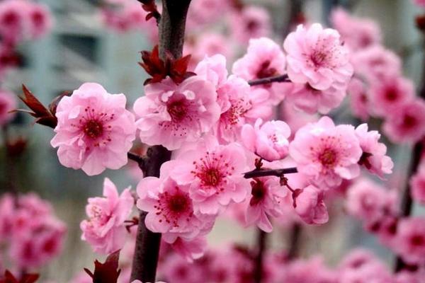 美人梅圖片大全 美人梅花語及寓意