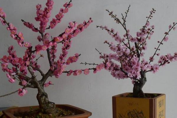 美人梅圖片大全 美人梅花語及寓意