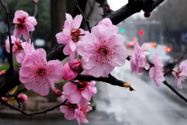 美人梅圖片大全 美人梅花語及寓意