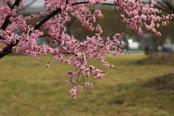 美人梅圖片大全 美人梅花語及寓意
