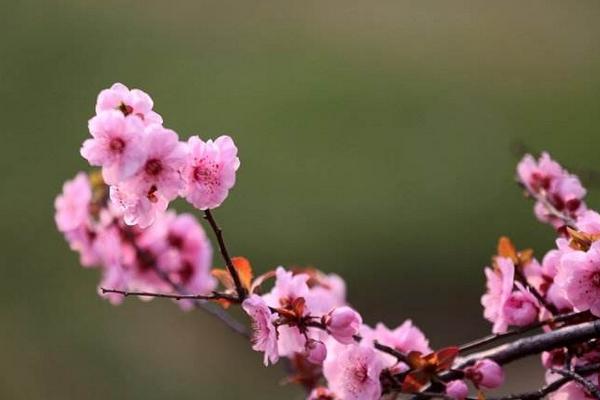 美人梅圖片大全 美人梅花語及寓意