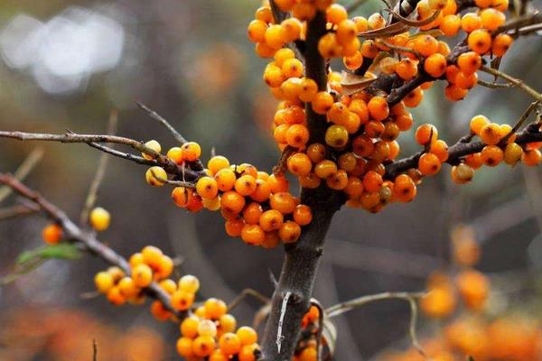 沙棘怎么種 沙棘種植方法與注意事項