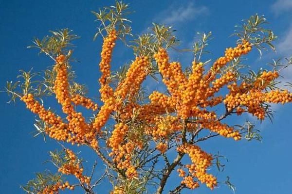 沙棘怎么種 沙棘種植方法與注意事項