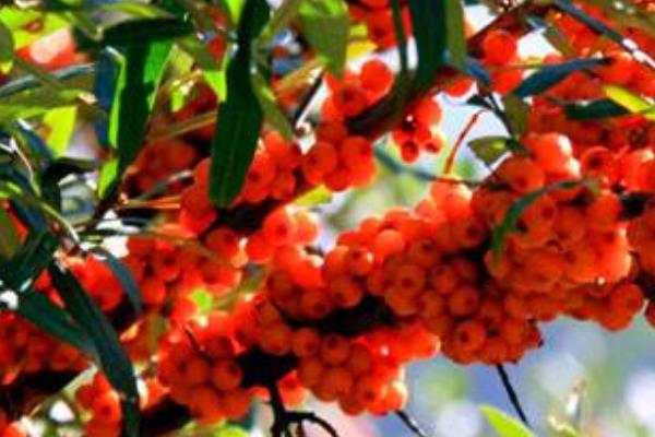 沙棘怎么種 沙棘種植方法與注意事項