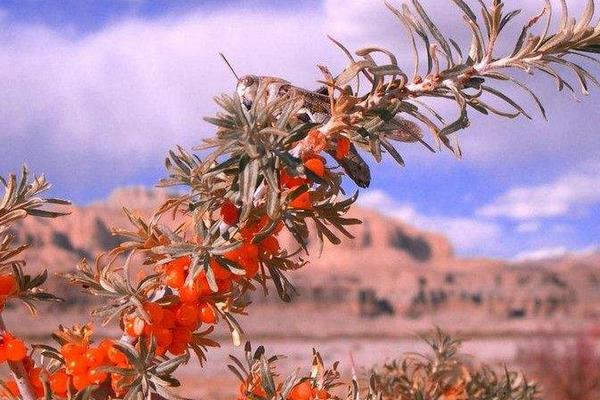 沙棘怎么種 沙棘種植方法與注意事項