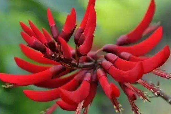 龍牙花、象牙紅、雞冠刺桐的區(qū)別是什么  龍牙花的主要價值