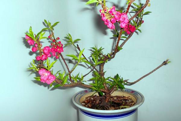 盆景碧桃怎么養 碧桃盆栽養殖方法與注意事項